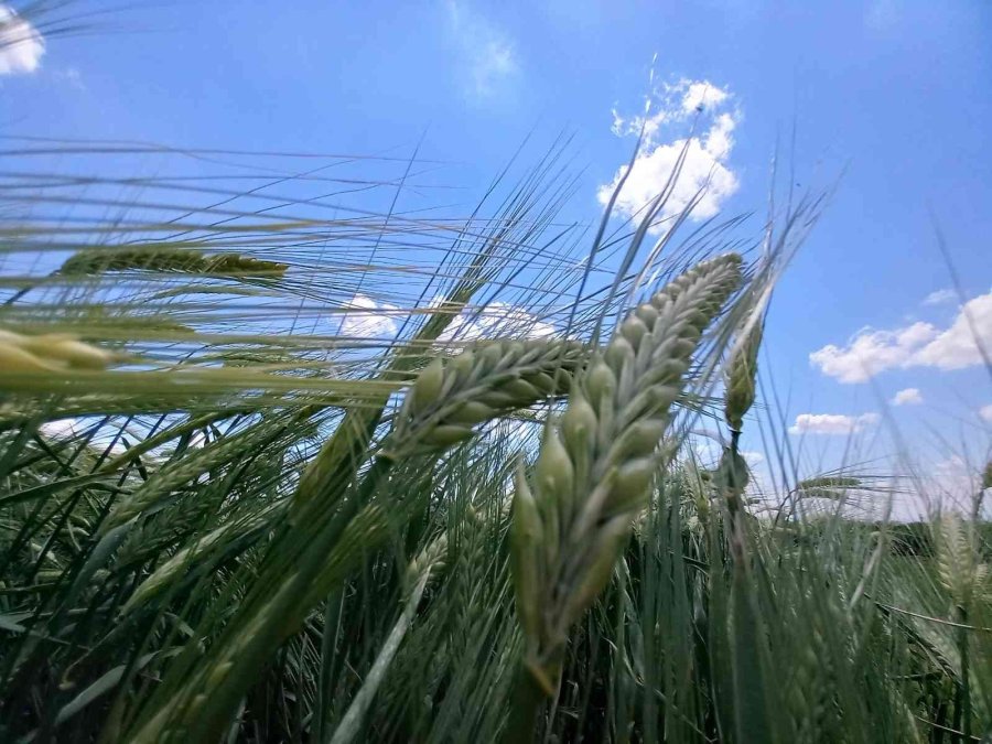 Tahıl Ambarı Konya, Tohum Üretim Merkezi Oldu