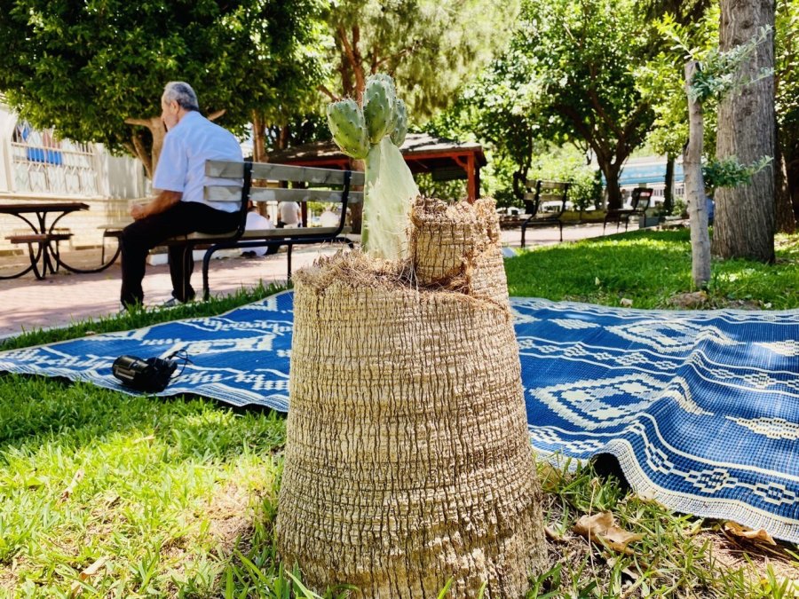 Palmiye Ağacının Gövdesinde Frenk Yemişi