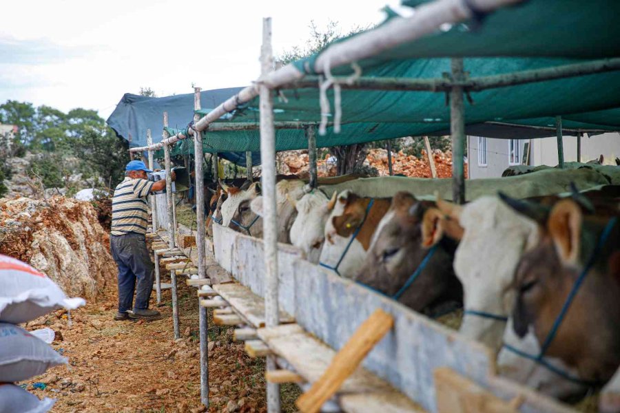 Kurban Satış Ve Kesim Noktaları İlaçlanıyor