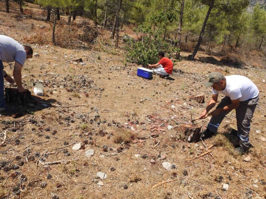 Ormanlarda Dumansız Yangına Karşı Biyolojik Mücadele