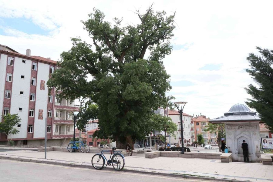 700 Yıllık ’kanlı Pelit’ Efsanelerle Yaşıyor