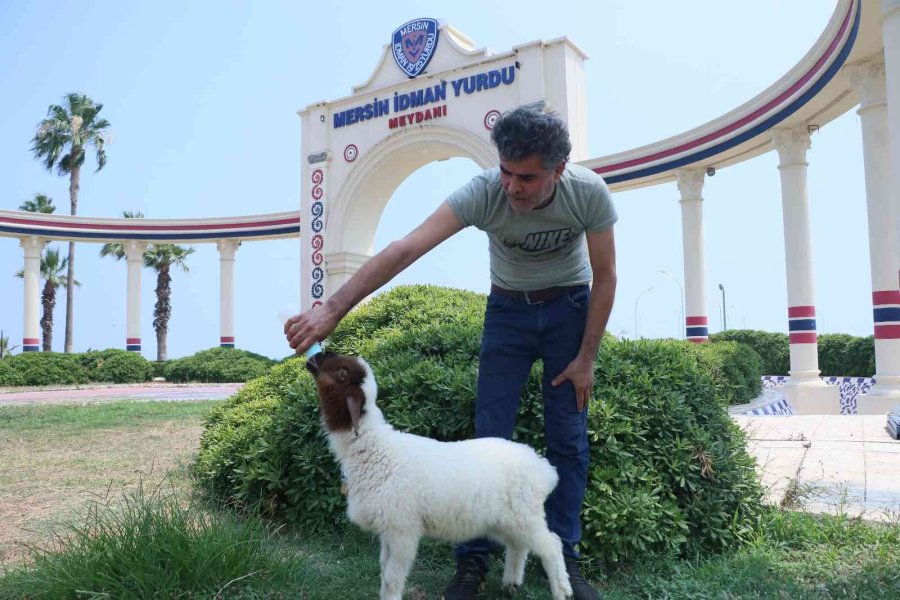 Annesi Ölen Kuzuyu Bebeği Gibi Besliyor