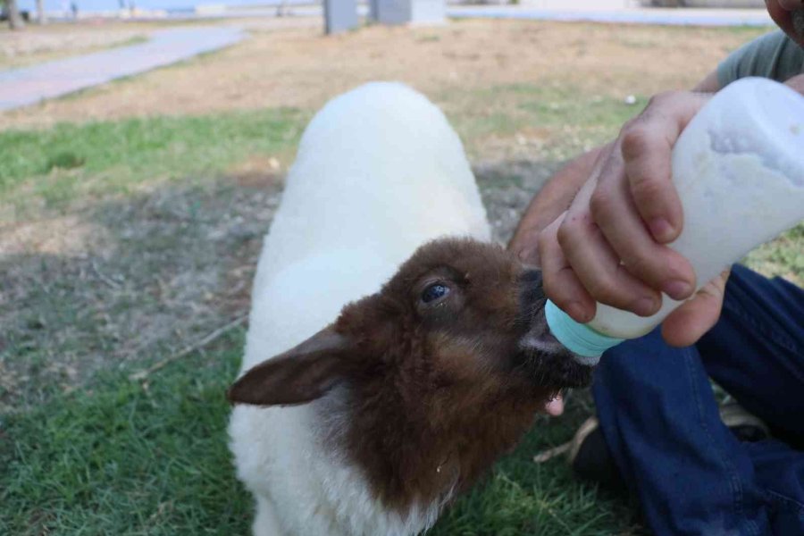 Annesi Ölen Kuzuyu Bebeği Gibi Besliyor