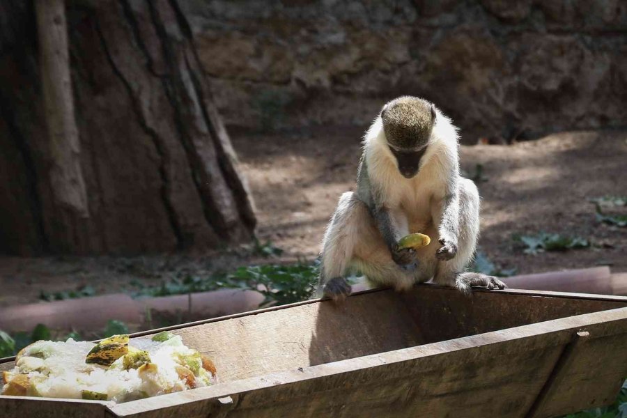 Maymunlara Özel Buzlu Meyve Kokteyli, Lama Ve Yaklara Fıskiyeli Serinlik