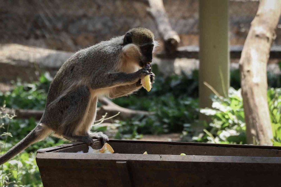 Maymunlara Özel Buzlu Meyve Kokteyli, Lama Ve Yaklara Fıskiyeli Serinlik