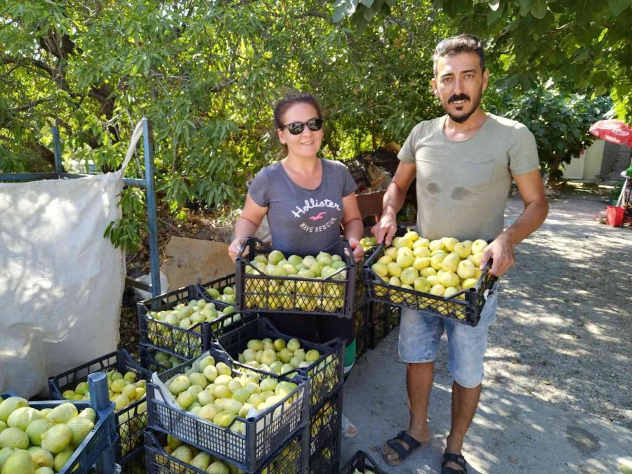 Silifke İnciri Dubai Ve Katar’a İhraç Ediliyor