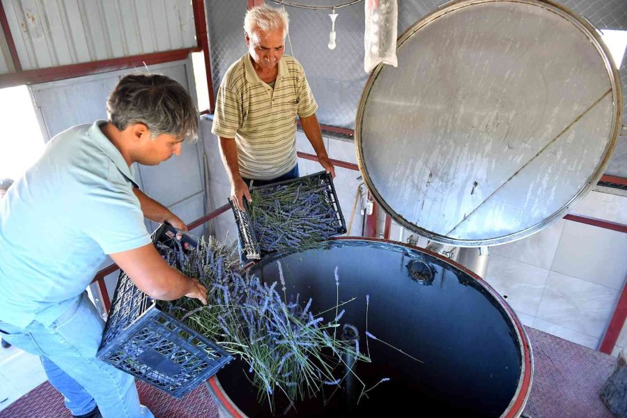 Mersin’de Köylüler Lavantayı Sevdi