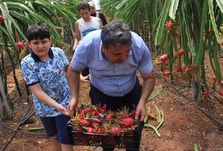 Tropikal Meyvelerin En Lezzetlisinin Kilosu 80 Tl Hasadına Başlandı