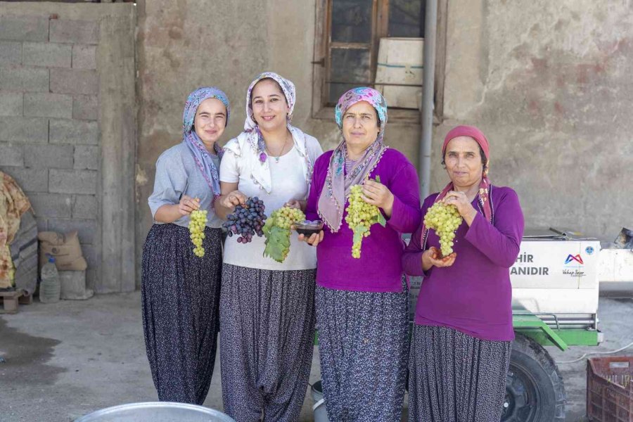 Üzüm Sıkma Makinesi Hibesi Üreticilerin Yüzünü Güldürüyor