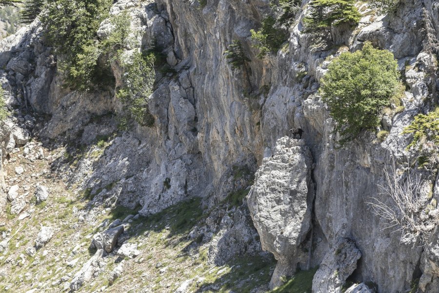 3 Gün Yamaçta Mahsur Kalan Keçiyi İtfaiye Ekipleri Kurtardı