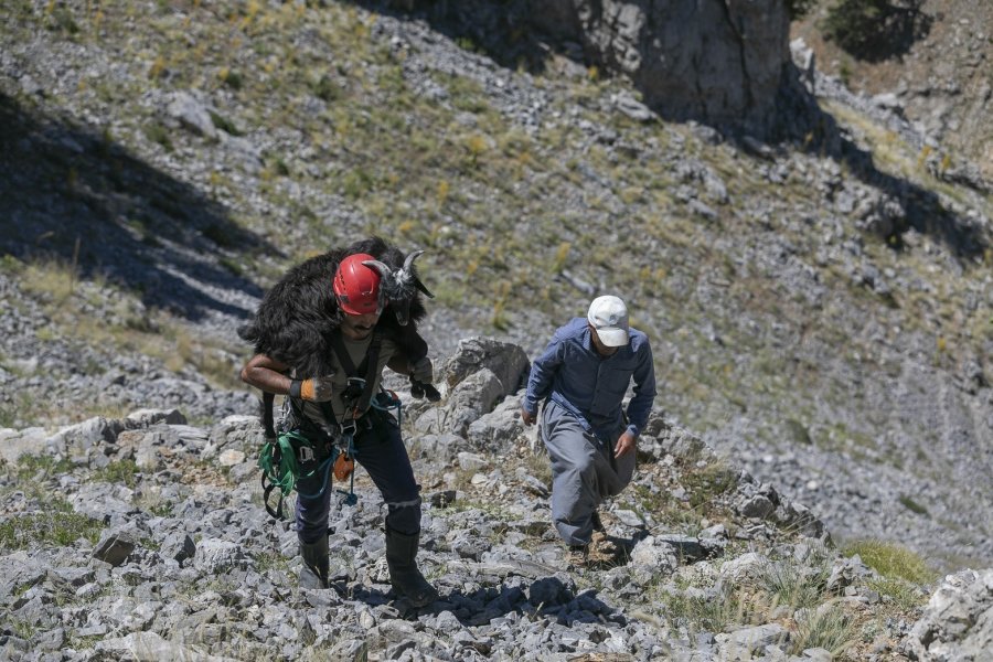 3 Gün Yamaçta Mahsur Kalan Keçiyi İtfaiye Ekipleri Kurtardı