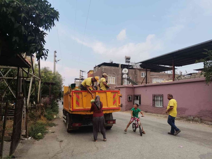 Tarsus Belediyesi, Halka 6 Ton Karpuz Dağıttı