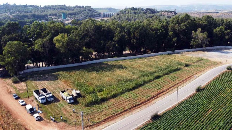 Tarsus’ta Üreticilere Ücretsiz Mısır Tohumu Dağıtılacak