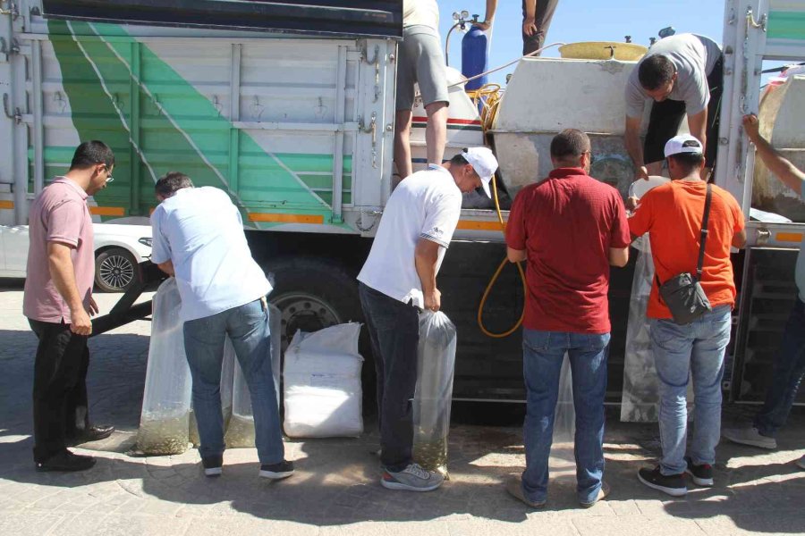 Konya’nın Göl Ve Göletlerine Yavru Sazan Balığı Desteği