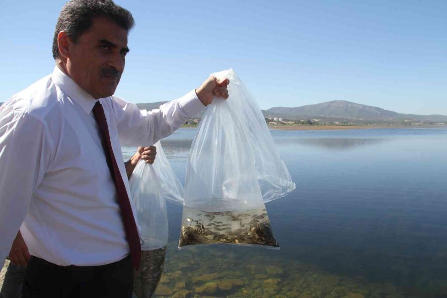 Konya’nın Göl Ve Göletlerine Yavru Sazan Balığı Desteği