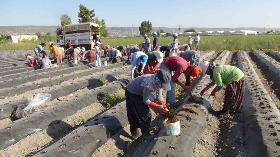 70 Milyon Çilek Fidesi Toprakla Buluşuyor