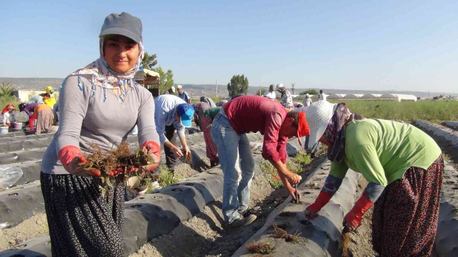 70 Milyon Çilek Fidesi Toprakla Buluşuyor