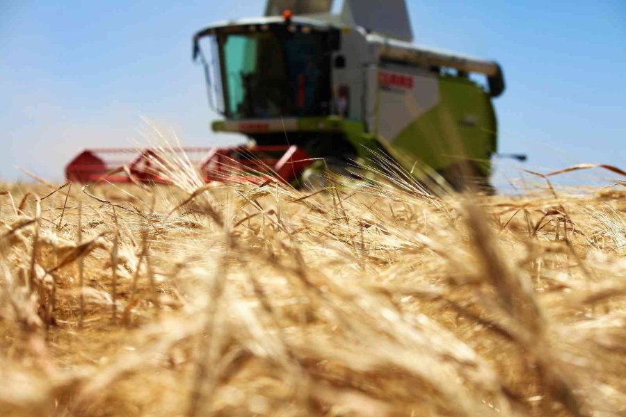 Tahıl Ambarı Konya Ovası’nda Beklenen Rekolte Artışı Çıktı