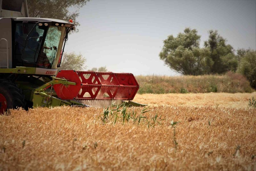 Tahıl Ambarı Konya Ovası’nda Beklenen Rekolte Artışı Çıktı