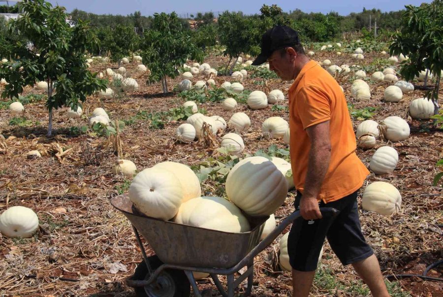 Avokado Bahçesinde Tonlarca Kabak Yetiştirdi