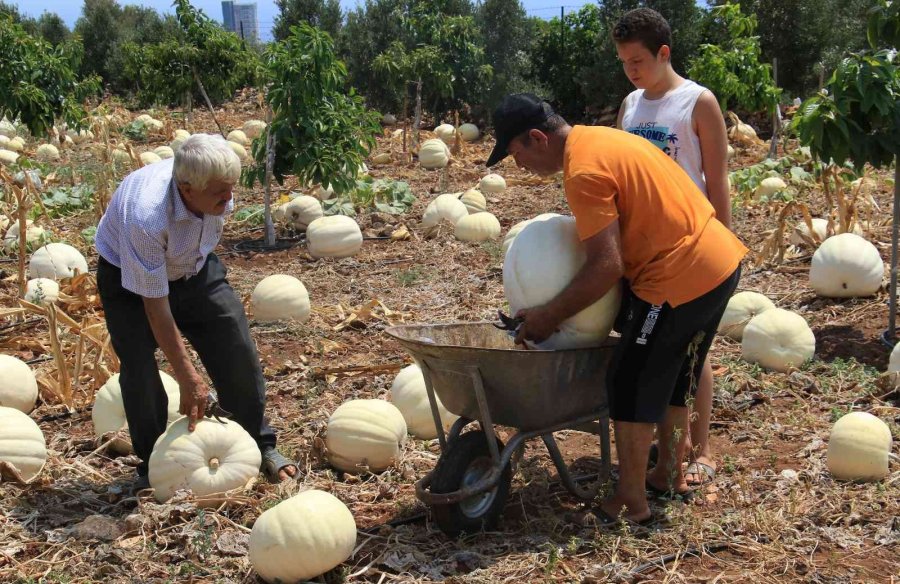 Avokado Bahçesinde Tonlarca Kabak Yetiştirdi