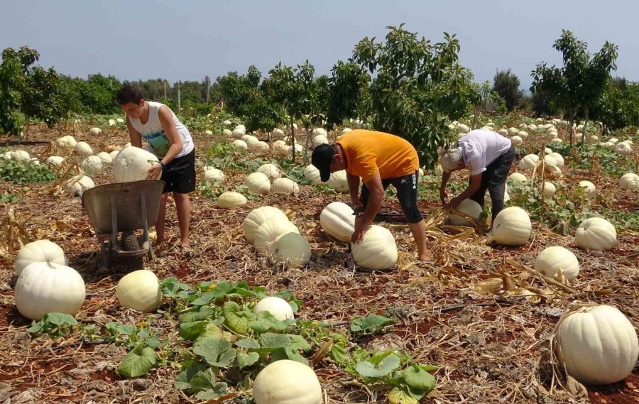 Avokado Bahçesinde Tonlarca Kabak Yetiştirdi