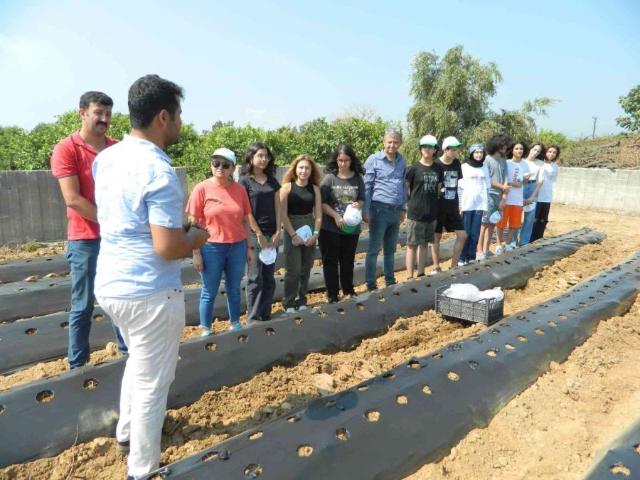 Öğrenciler Okulun Bahçesine Çilek Fidesi Dikti