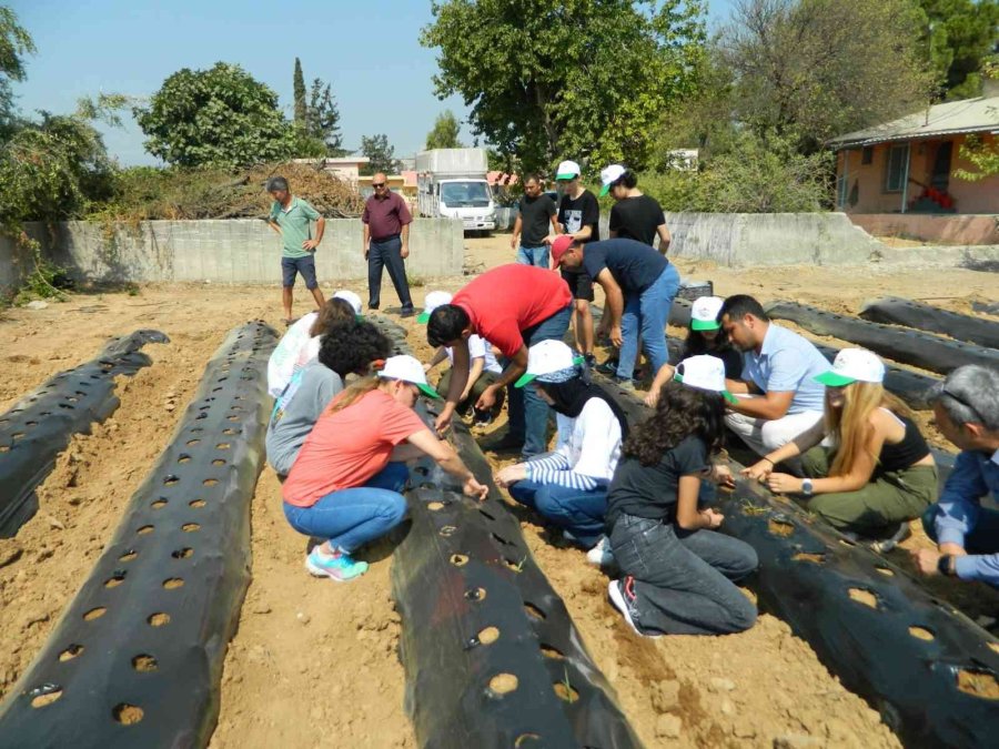 Öğrenciler Okulun Bahçesine Çilek Fidesi Dikti