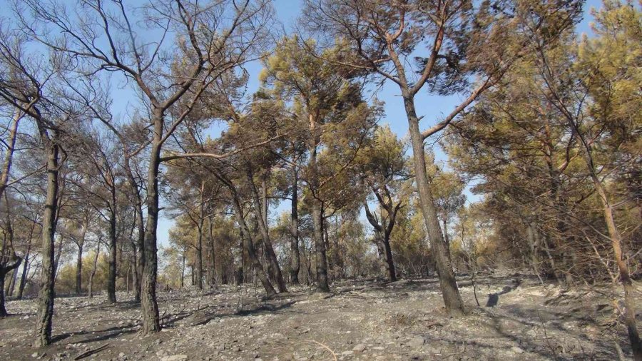 Mersin’deki Orman Yangınlarına Müdahale Sürüyor