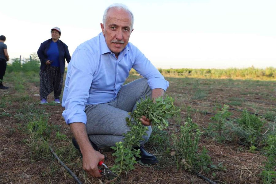 Akdeniz’de Stevia Ve Moringa Bitkilerinin İlk Hasadı Yapıldı