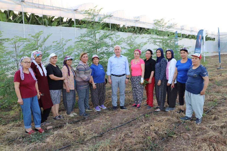 Akdeniz’de Stevia Ve Moringa Bitkilerinin İlk Hasadı Yapıldı