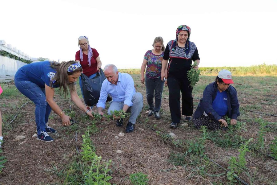 Akdeniz’de Stevia Ve Moringa Bitkilerinin İlk Hasadı Yapıldı