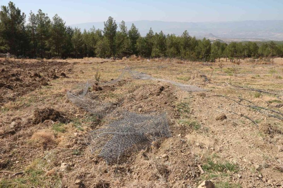 Alıç Bahçesini Traktörle Sürüp Tahrip Ettiler