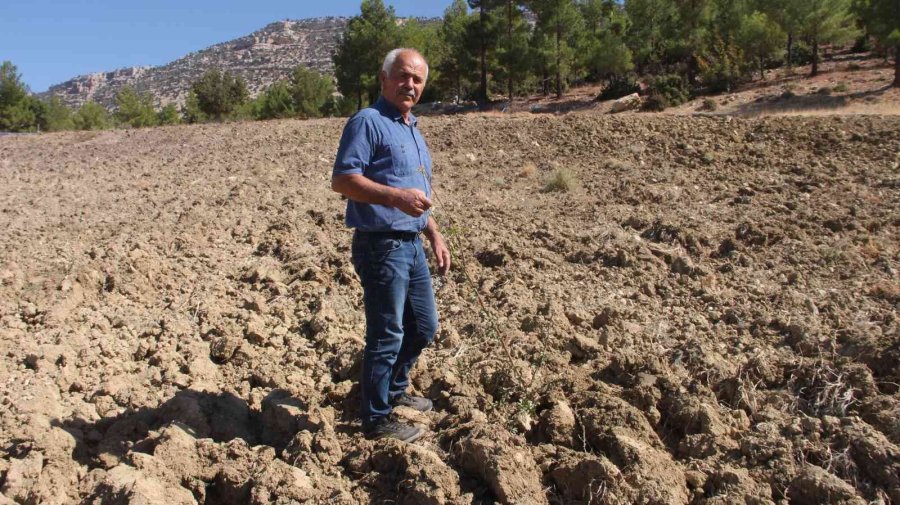 Alıç Bahçesini Traktörle Sürüp Tahrip Ettiler