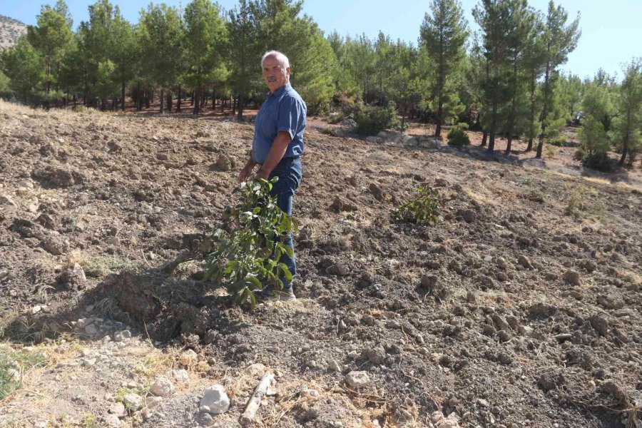 Alıç Bahçesini Traktörle Sürüp Tahrip Ettiler