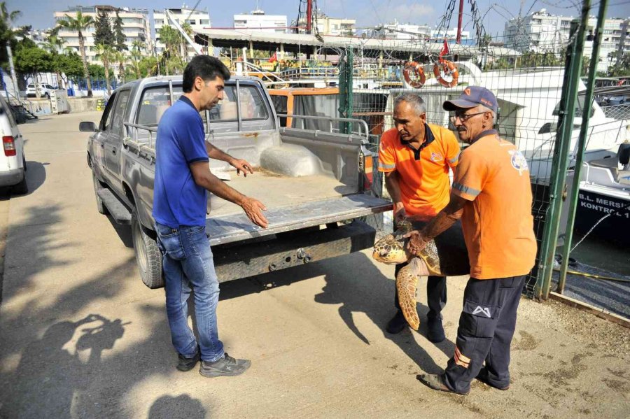 Yaralı Carettayı Belediye Ekibi Kurtardı