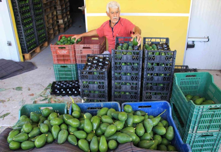 Kilosu 40 Tl Olan Hırsızların Gözdesi Avokadoda Hasat Başladı