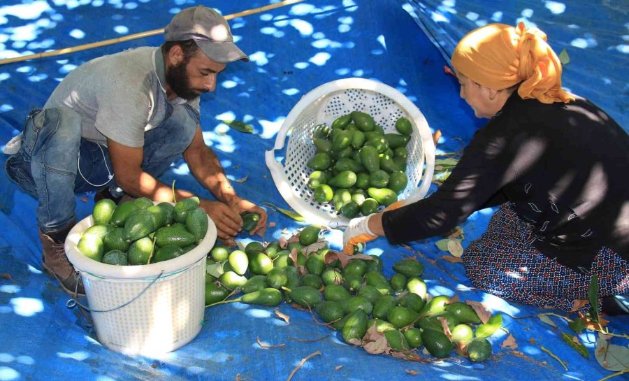 Kilosu 40 Tl Olan Hırsızların Gözdesi Avokadoda Hasat Başladı