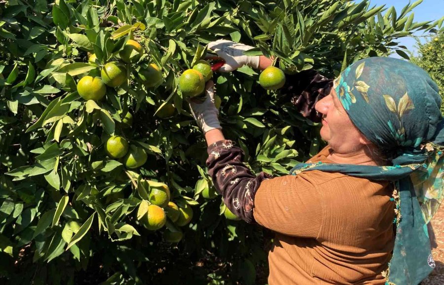 Erkenci Mandalinada Hasat Başladı