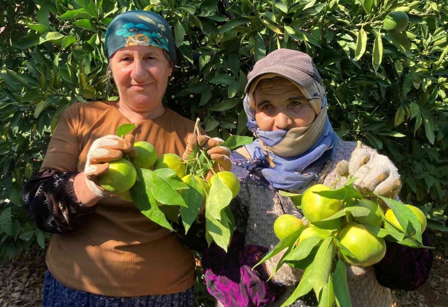 Erkenci Mandalinada Hasat Başladı