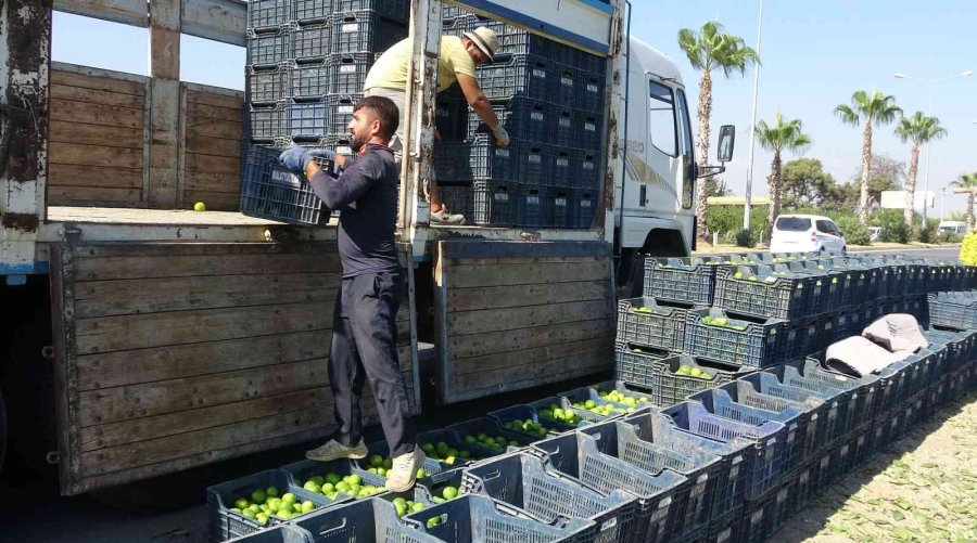 Erkenci Mandalinada Hasat Başladı