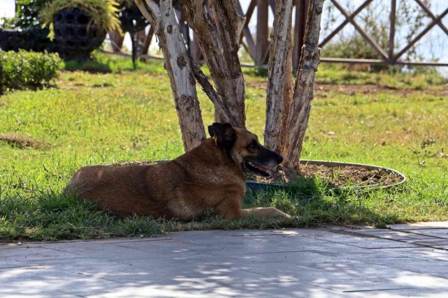 Antalya’da Afrika Sıcakları: Termometreler 45 Dereceyi Gördü