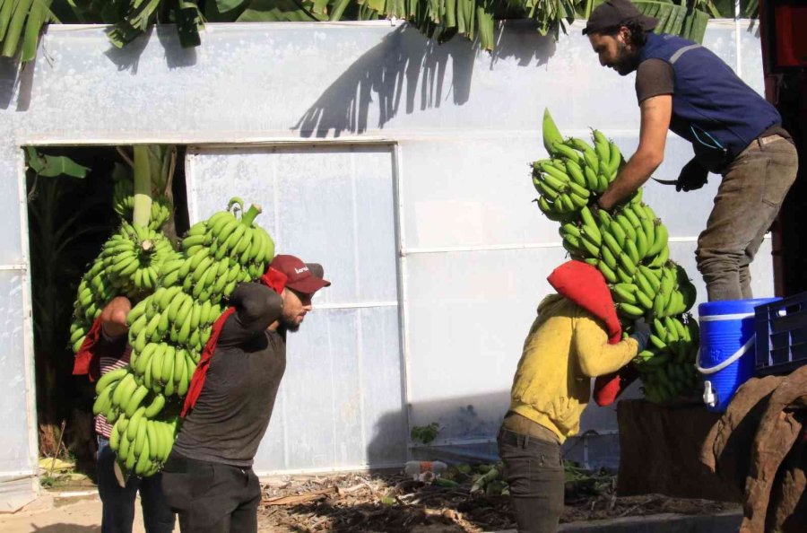 Markette İthali 50, Yerlisi 25 Tl: Muzda Hasat Başladı, Bahçede Kilosu 13 Tl