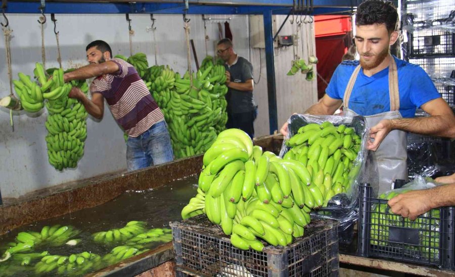 Markette İthali 50, Yerlisi 25 Tl: Muzda Hasat Başladı, Bahçede Kilosu 13 Tl