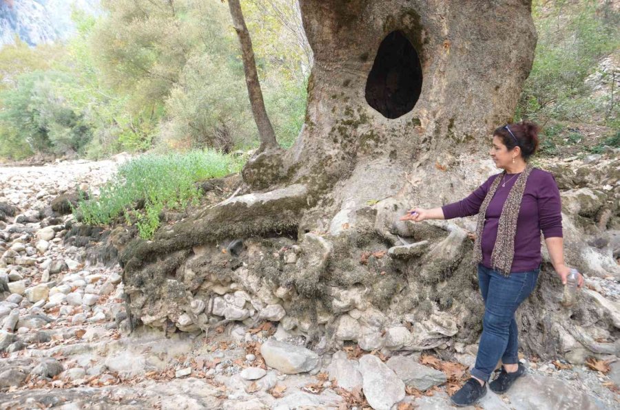 Antalya’da Üzümdere Irmağı Kurudu, Yavru Alabalıklar Telef Oldu