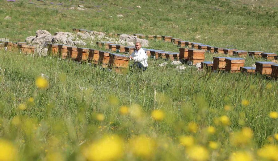 Yurt Dışında Kilosu 500 Dolar : Eğriçayır Yaylası Balının Anti Mikrobiyal Olduğu Tescillendi