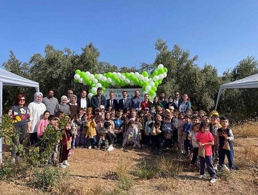 Mersin’de Minik Öğrenciler Zeytin Hasadı Yaptı