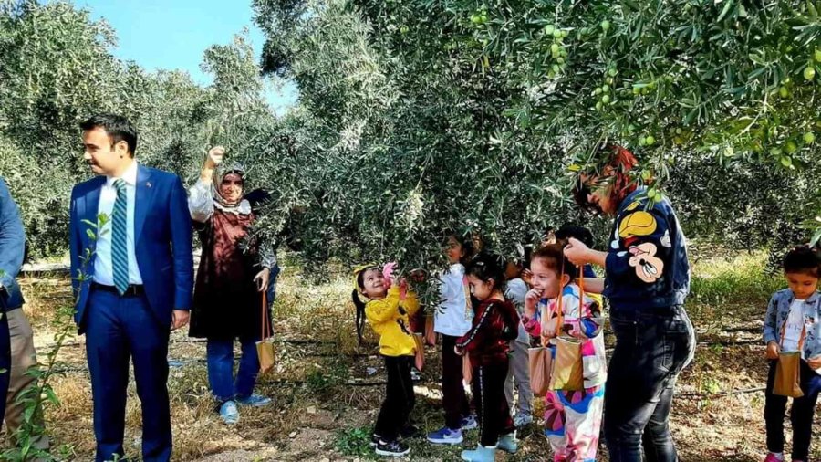 Mersin’de Minik Öğrenciler Zeytin Hasadı Yaptı