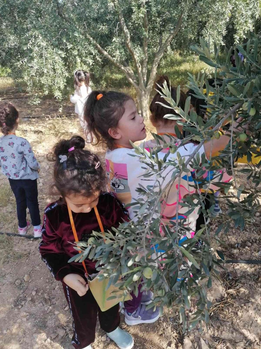 Mersin’de Minik Öğrenciler Zeytin Hasadı Yaptı