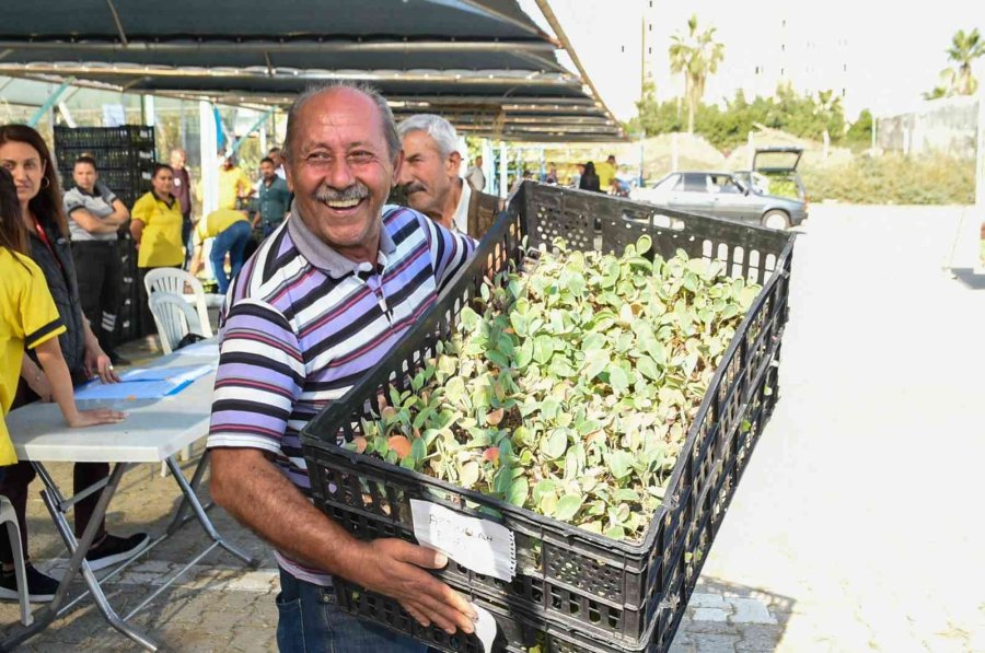 Tarsus’ta Üreticilere Ücretsiz 750 Bin Adet Fide Dağıtıldı